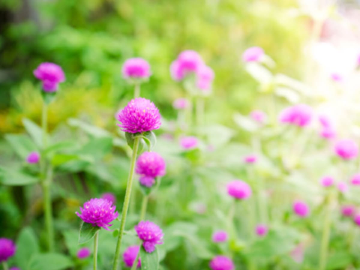 Dried Edible Flowers - Gomphrena, White