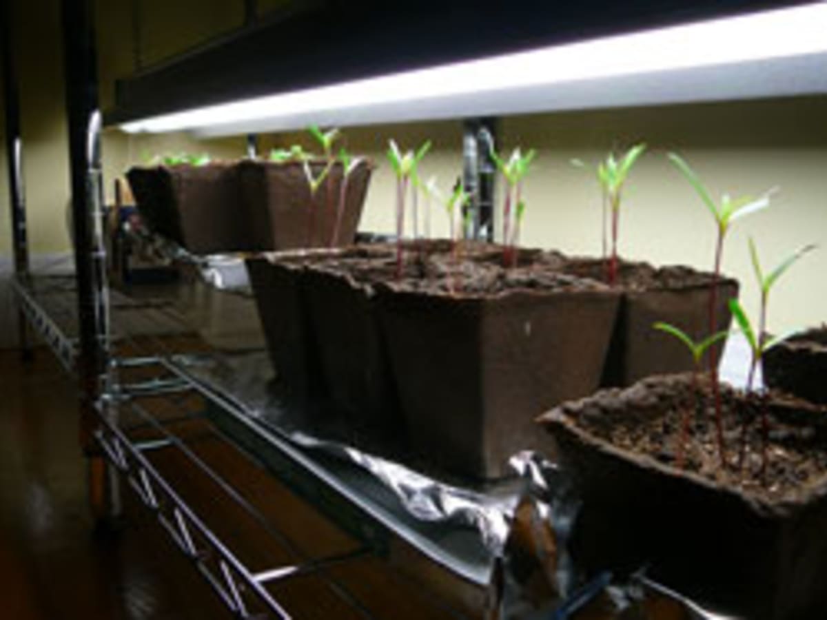 seedling lights