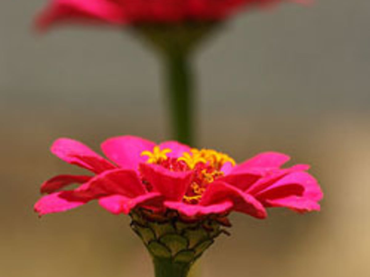 What Went Wrong with Zinnia Seedlings - Horticulture