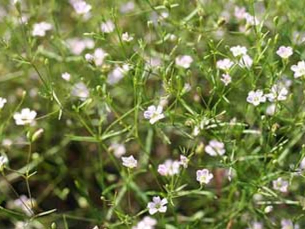 Baby's Breath: A Profile of a Perennial Flower