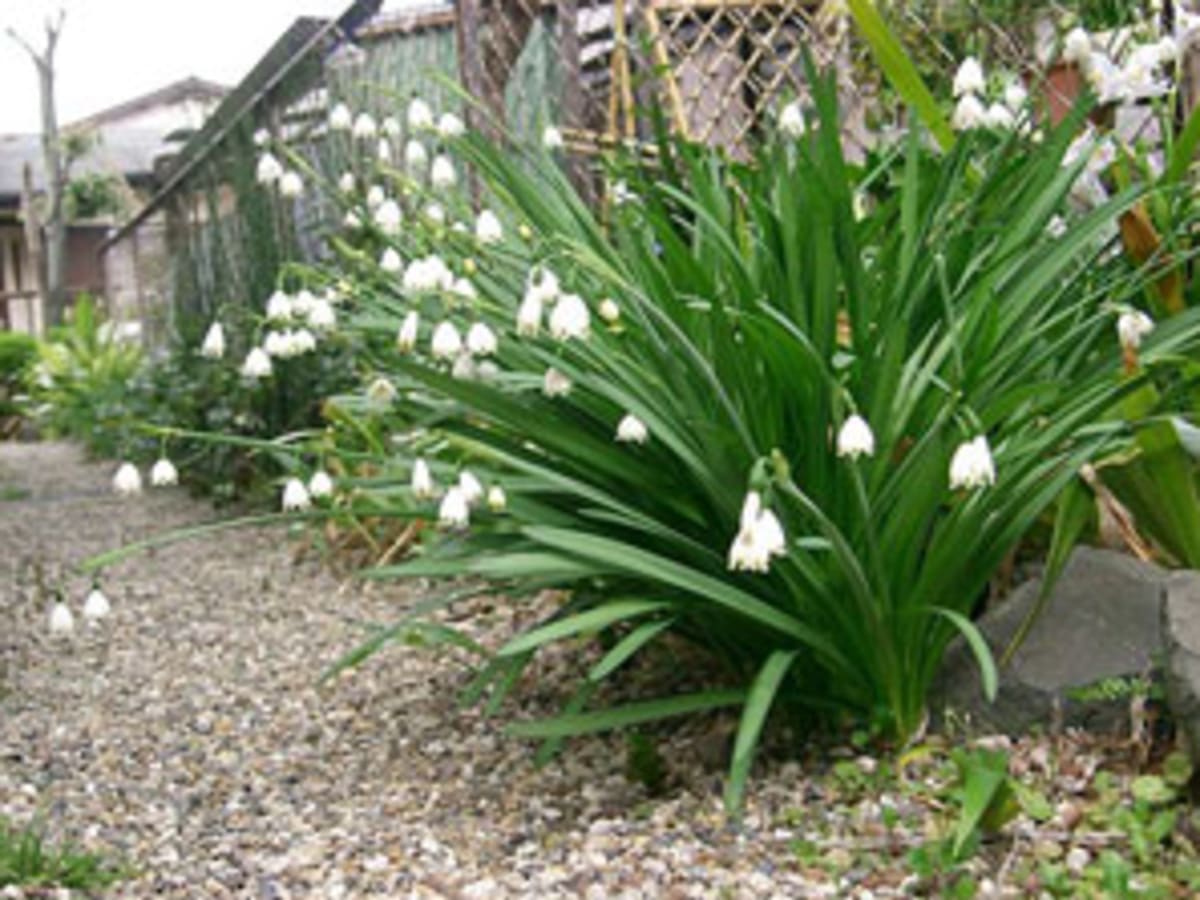 Plant Summer Snowflake Or Snowdrops This Fall Horticulture