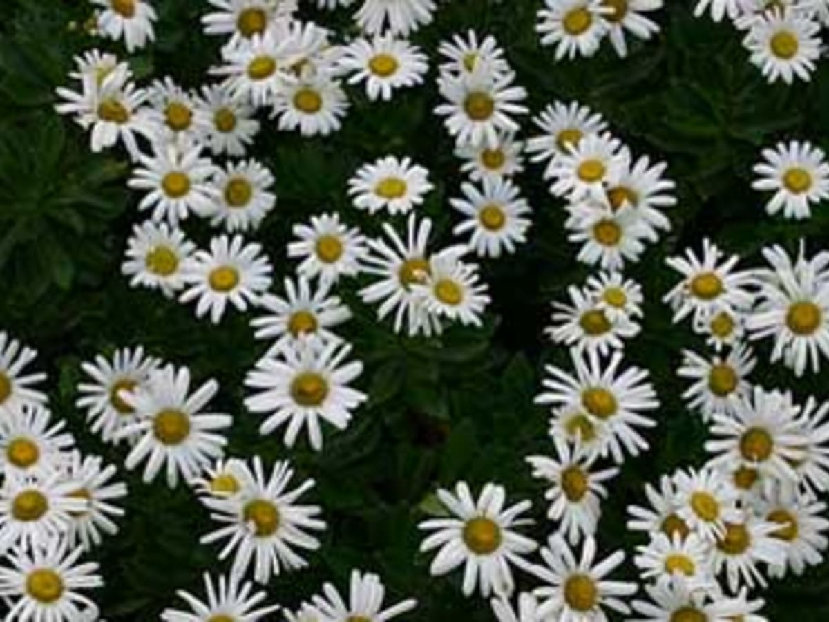 How to Grow and Care for Montauk Daisies, Also Known as Nippon Daisies