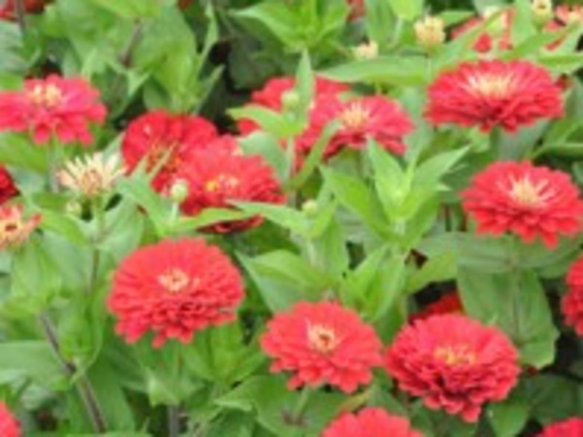 Dreamland Red Zinnia Shines In The Flower Garden Horticulture