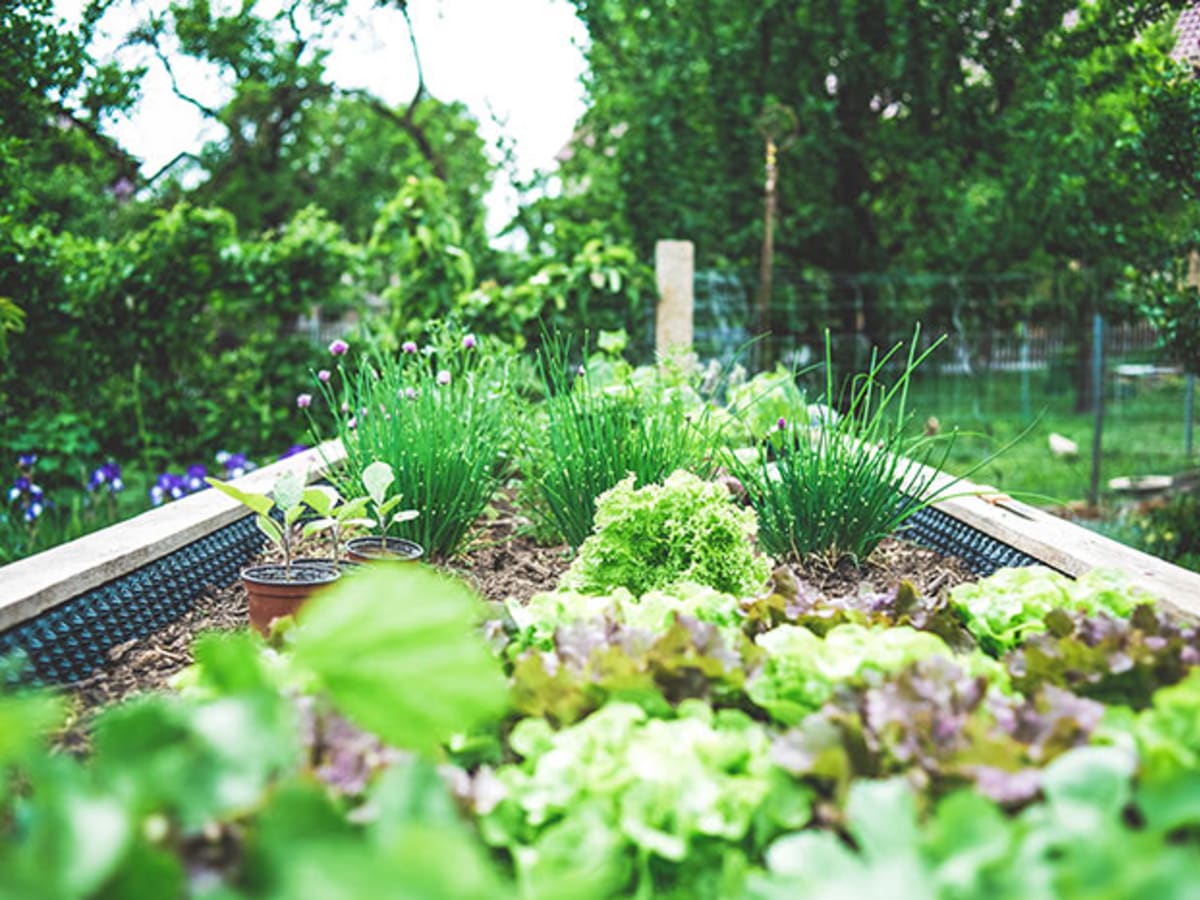 The Benefits of Raised Garden Beds - FineGardening