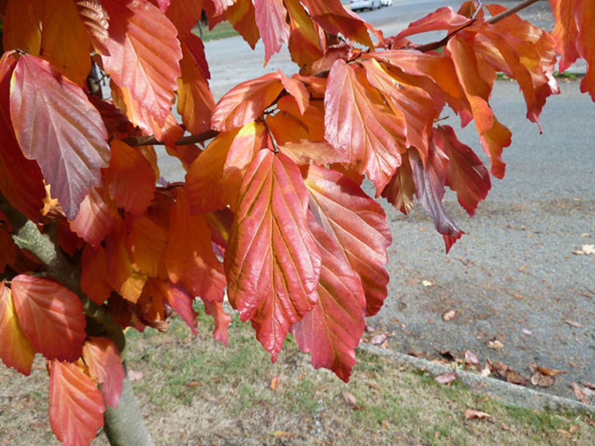 https://www.hortmag.com/.image/ar_4:3%2Cc_fill%2Ccs_srgb%2Cfl_progressive%2Cq_auto:good%2Cw_1200/MTc1NTgyNDExNzMwNTI3NDY3/persianironwoodfoliage.jpg