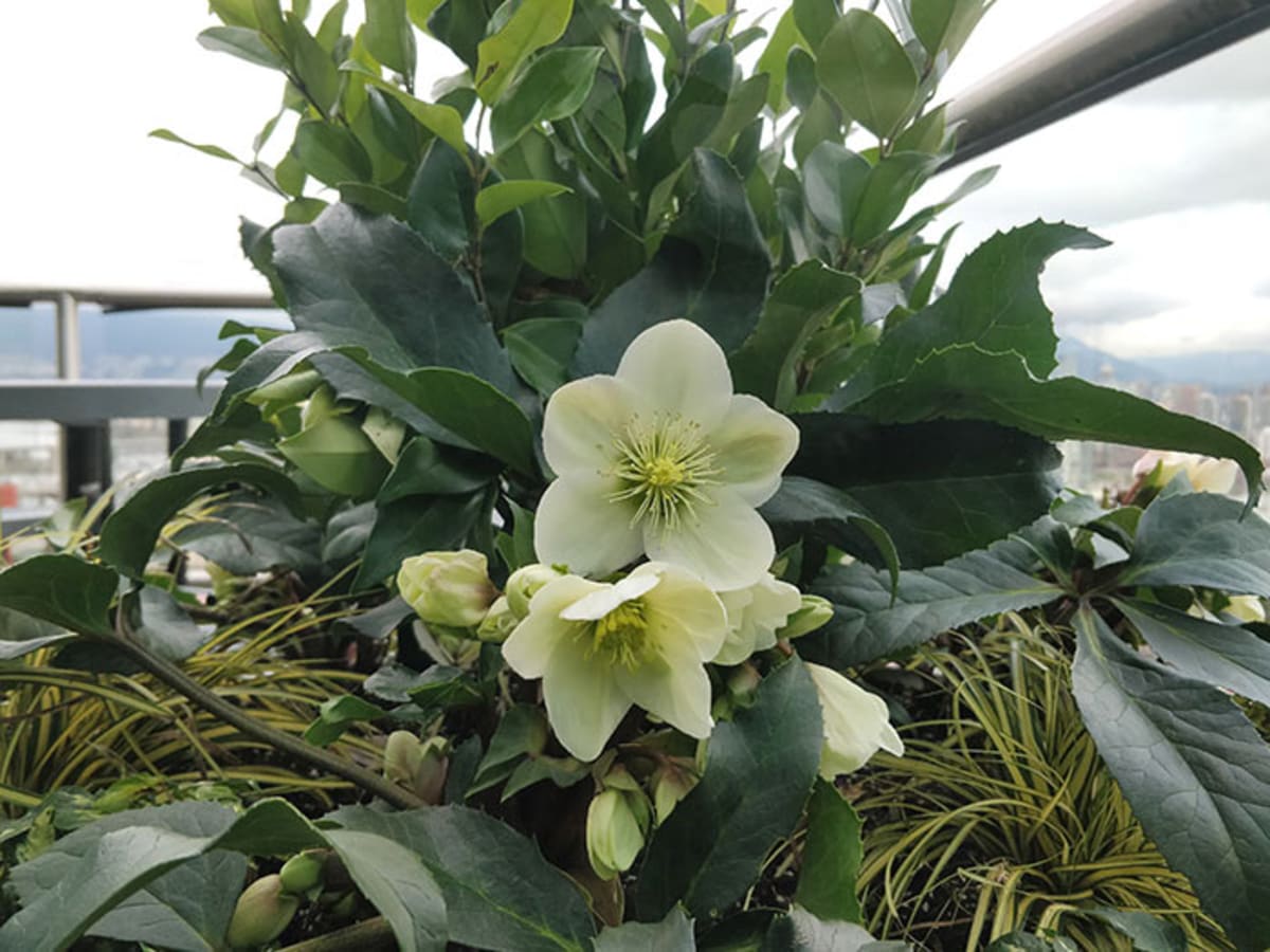 what do hellebores look like