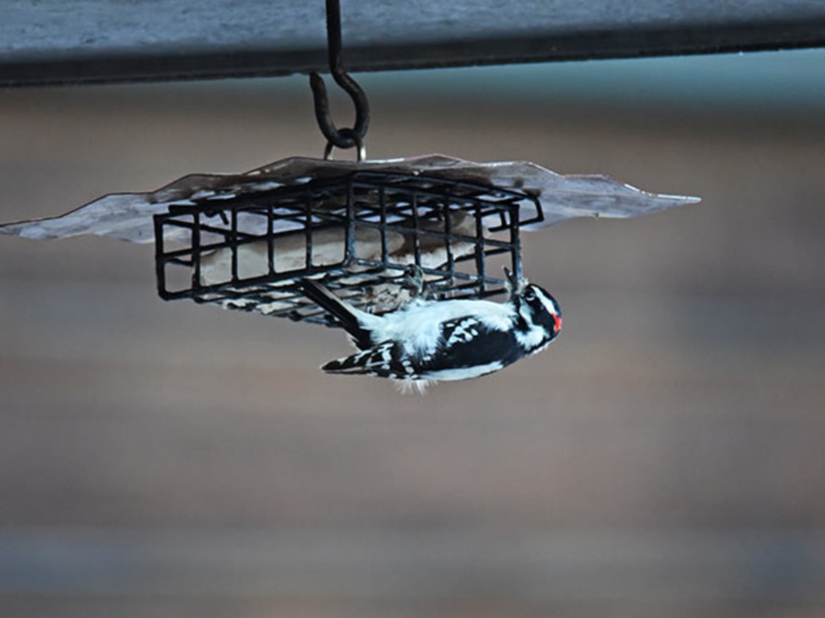 erva upside down disk suet feeder