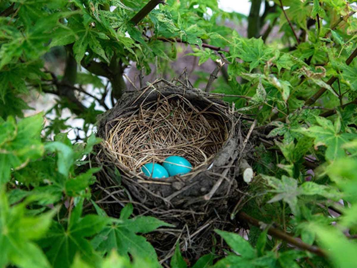 Tips for Keeping Birds out of Hanging Baskets - Horticulture