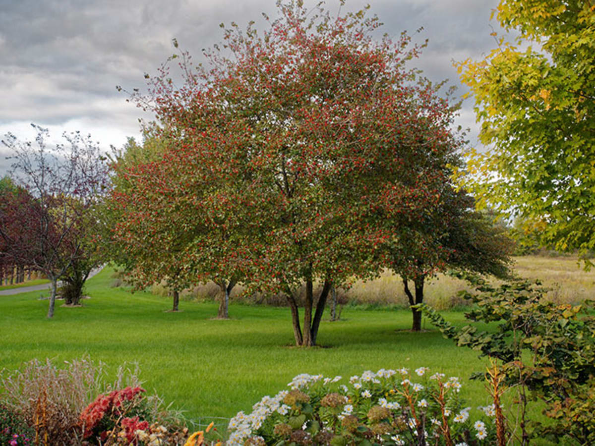 hawthorn