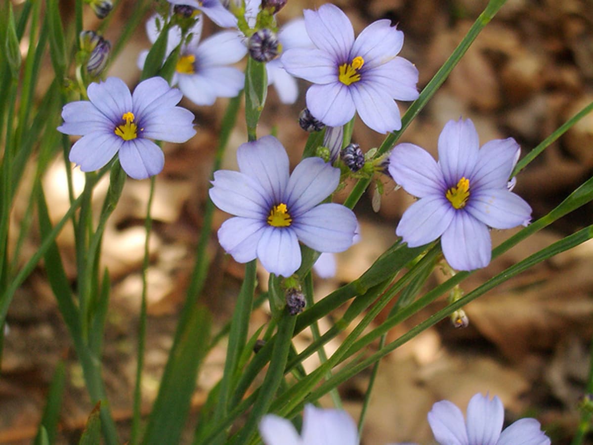 Blue-Eyed Grass Blooms for Bees and Butterflies - Virginia Native Plant  Society