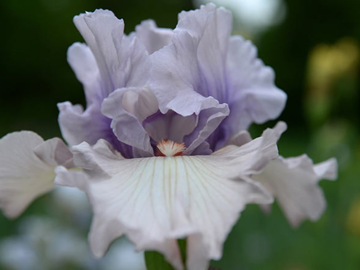 The Other Irises - FineGardening