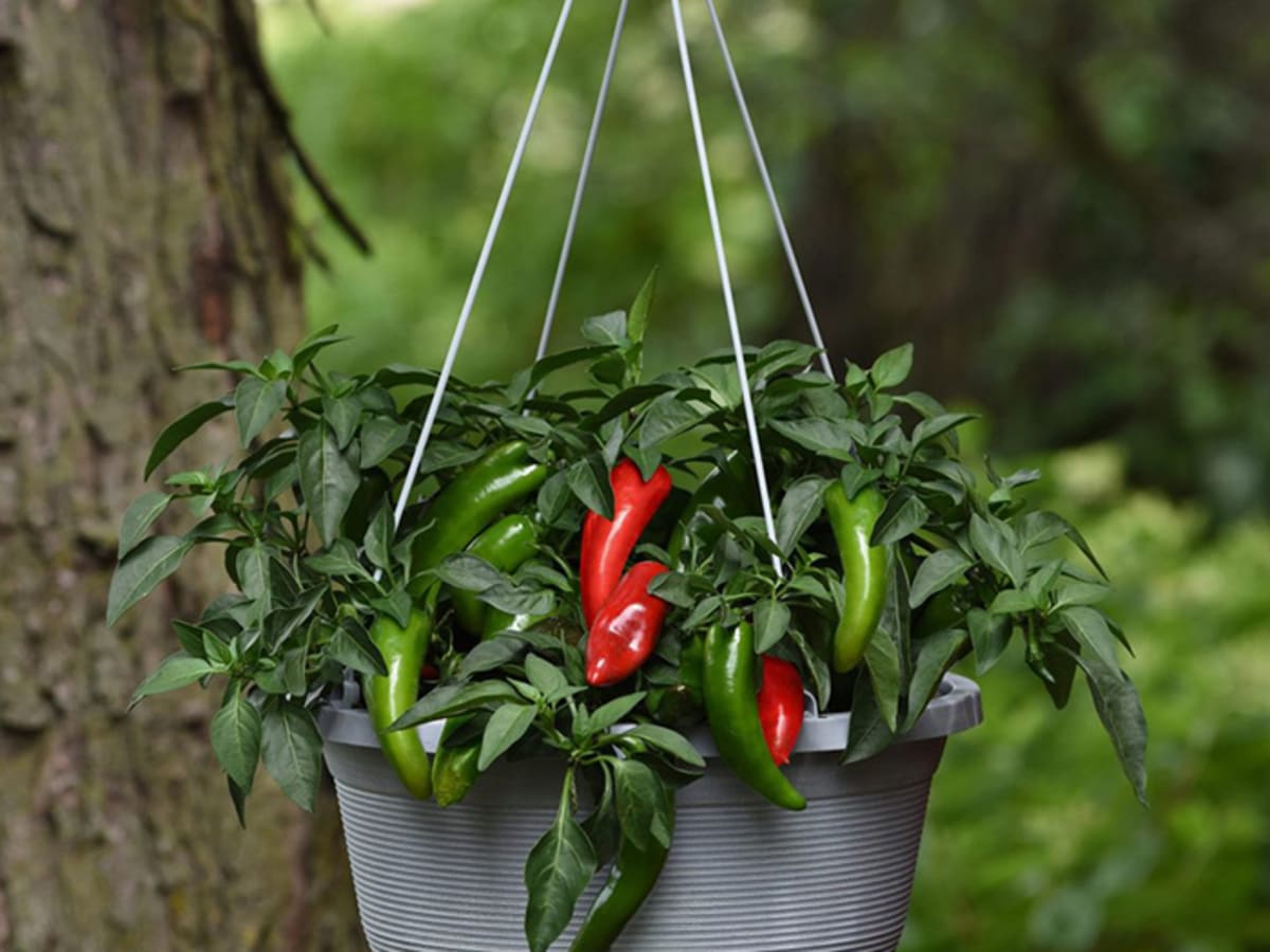 Growing Jalapeño Peppers in the Home Garden - Horticulture