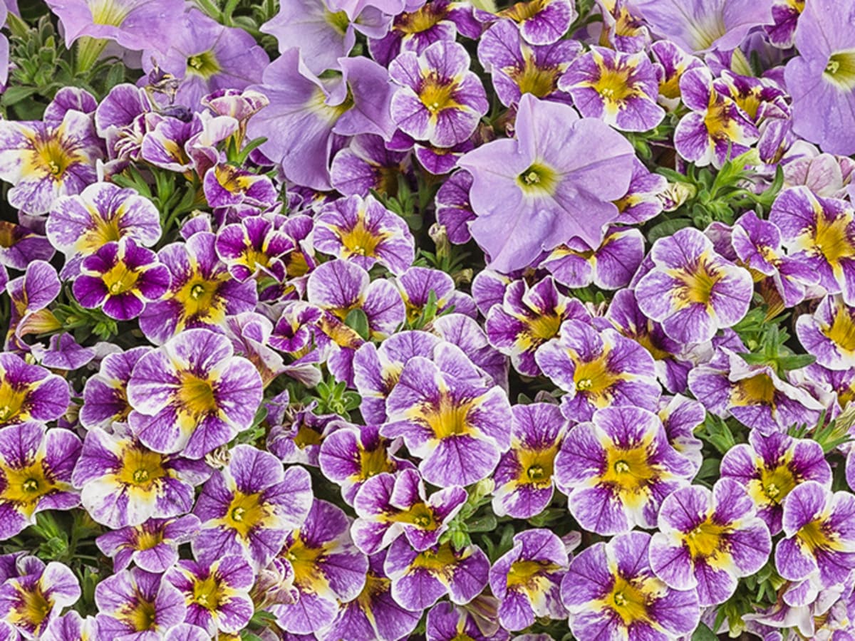 How to Garden With Multicolored Flowers - Horticulture