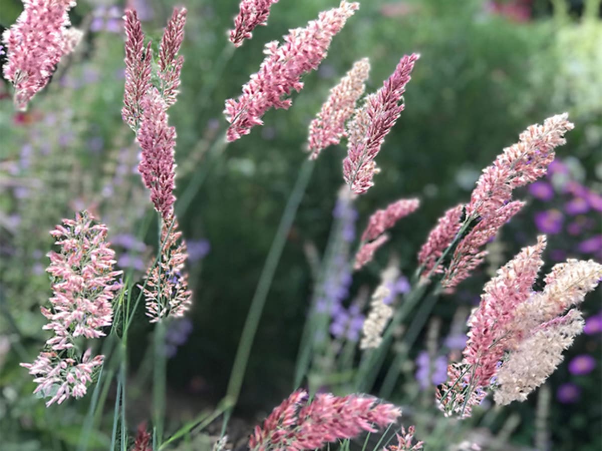 Melinis nerviglumis Pink Crystals Seeds