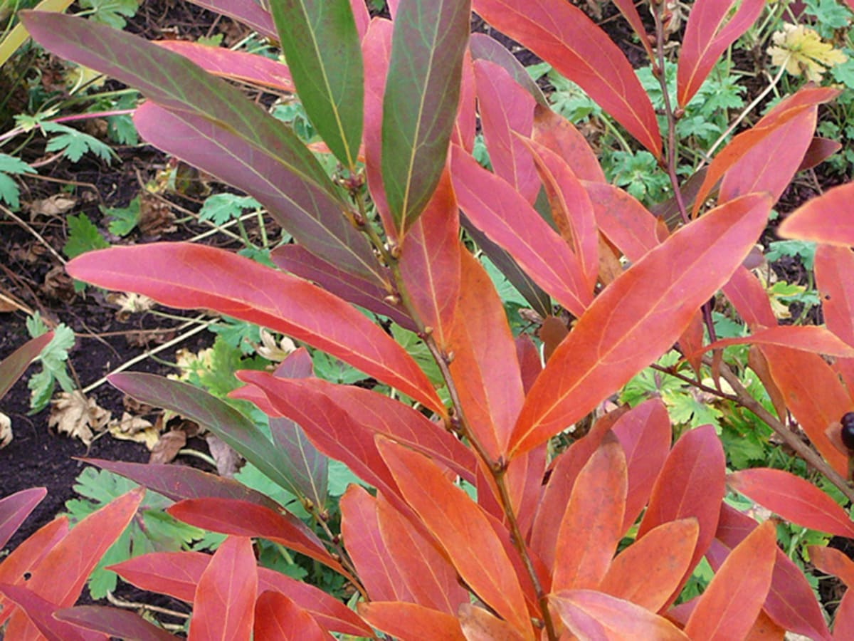 Shrubs and Perennials to Plant for Fall Color - Horticulture