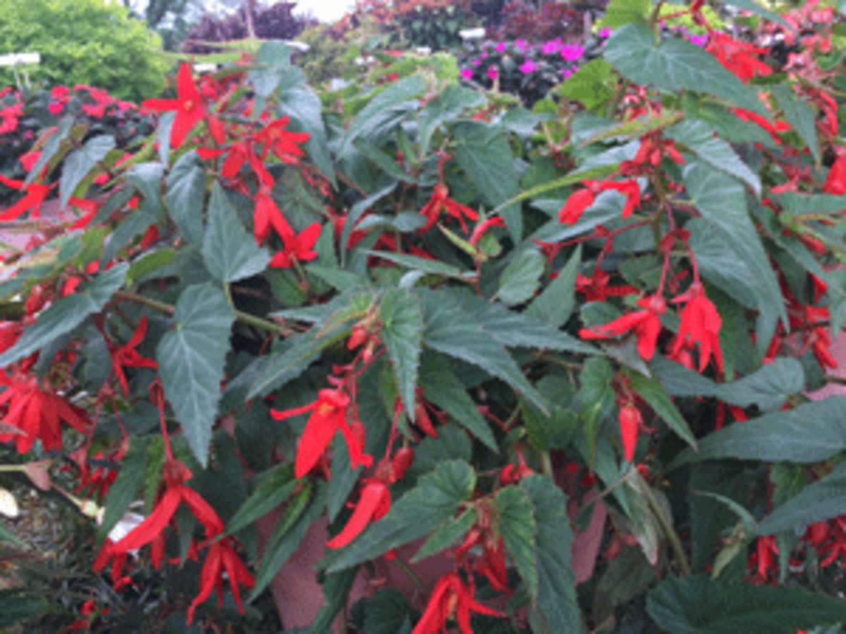 Santa Cruz Sunset Begonia Flowers in the Shade Horticulture