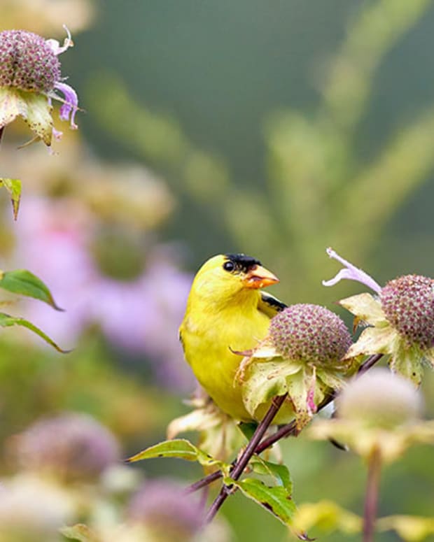 Sunny Days for Golden Hemlock - Horticulture