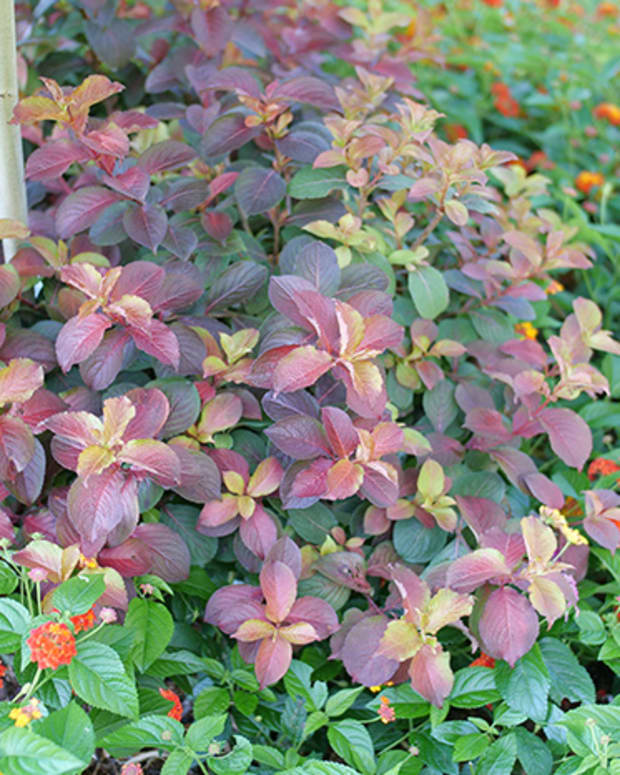 Midnight Cascade Blueberry Lets You Grow Berries From Above - Horticulture