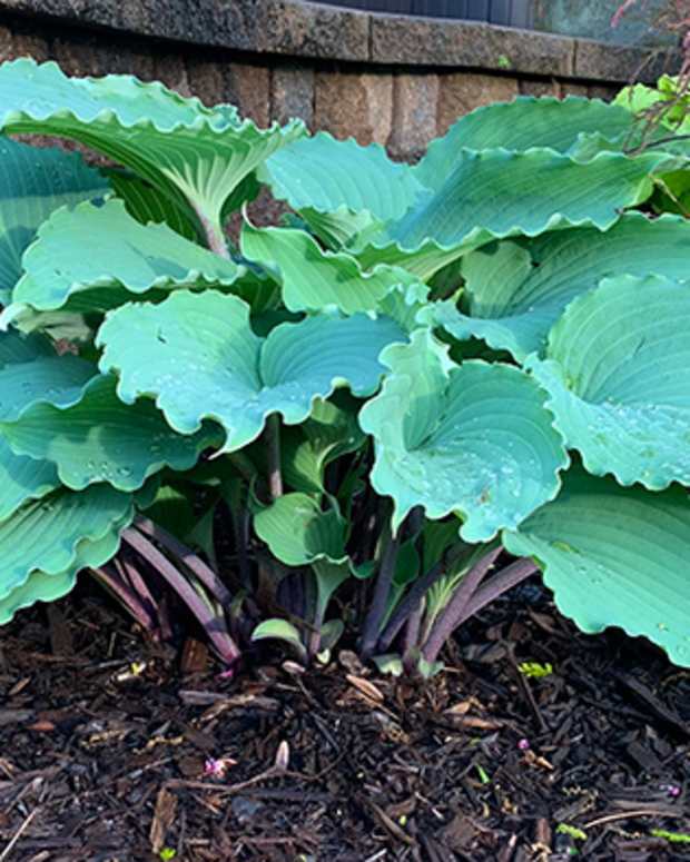 Hosta Skywriter