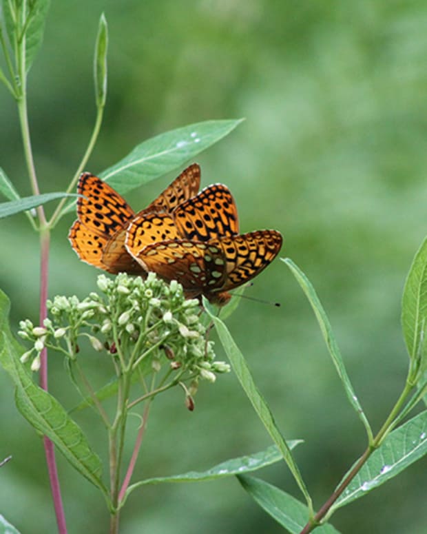 Fritillary on frostweed