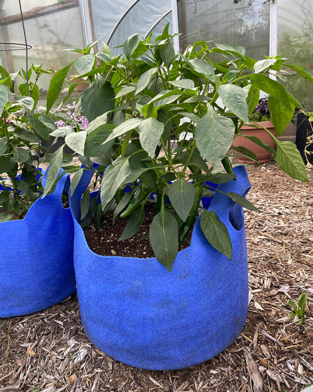 fabric pot for vegetables