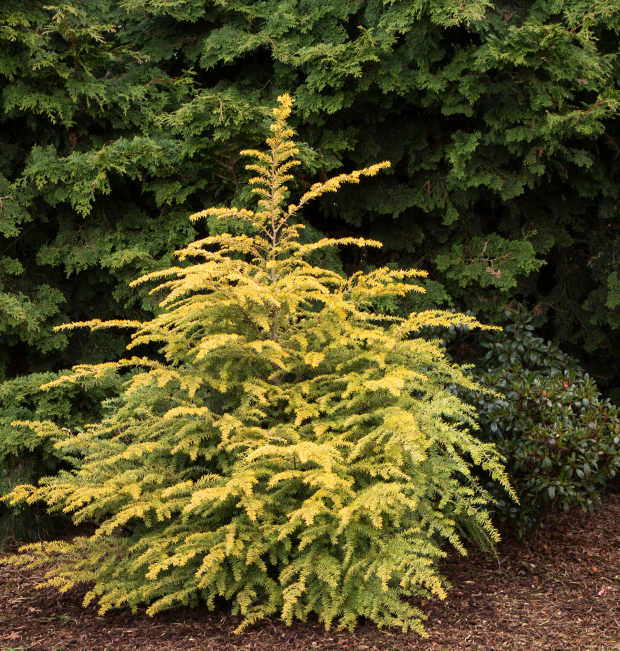 Sunny Days for Golden Hemlock - Horticulture