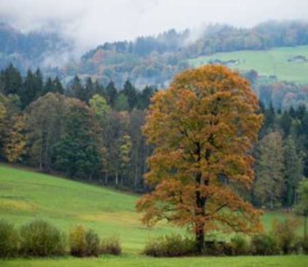 Rocky Mountain Maple Tree