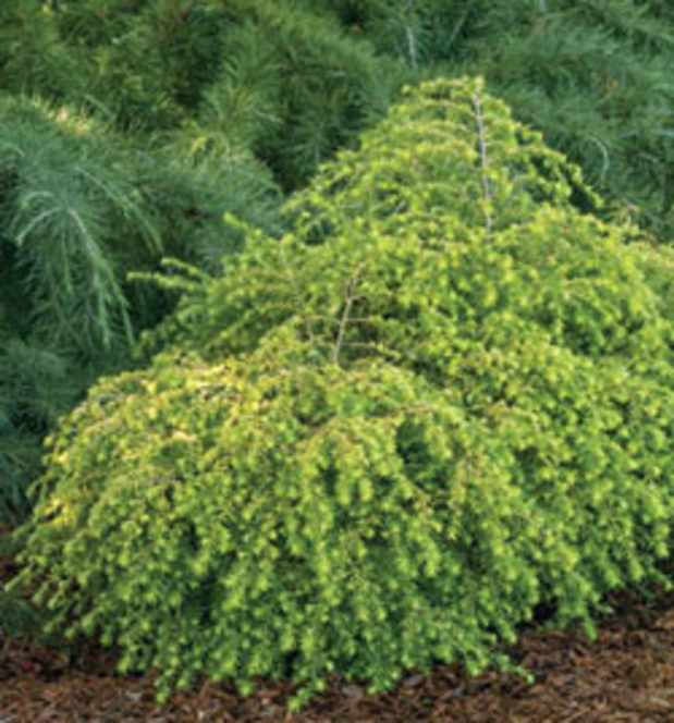 New Golden Duchess Eastern Hemlock Shines in the Garden - Horticulture