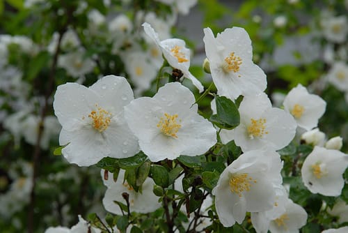 Download Plants We Love: Mock Orange (Philadelphus lewisii) - Horticulture