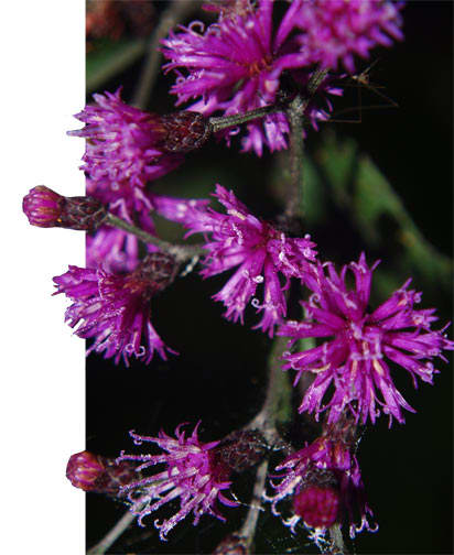 plants-we-love-new-york-ironweed-horticulture