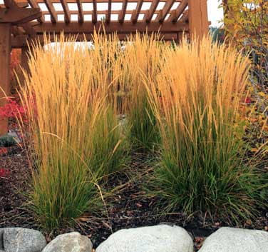 Ornamental Grasses for a Small Garden Space  Horticulture