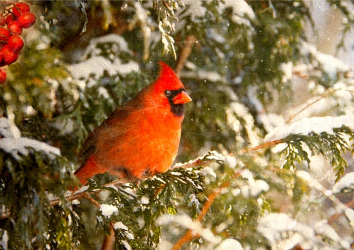 Give the Birds Shelter - Horticulture