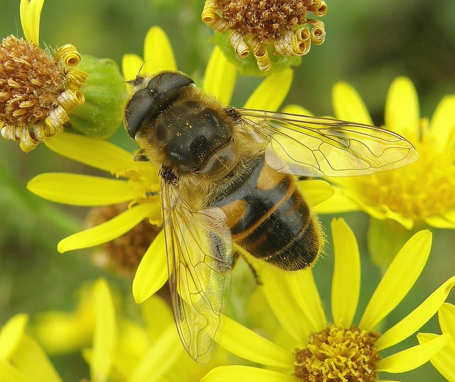 Benefits of Flies (yes, flies!) to the Garden - Horticulture