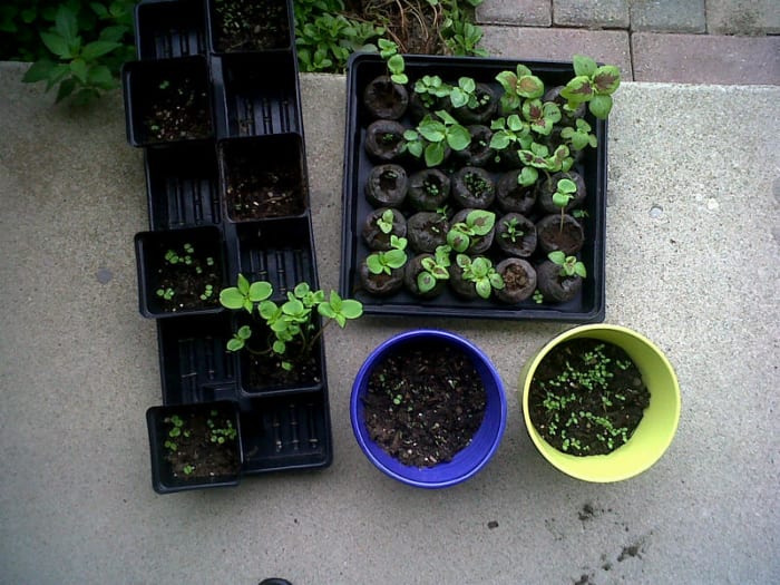 Week...6ish Gardening for Dummies - Horticulture
