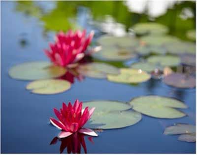 Tips For Growing Water Lilies - Horticulture