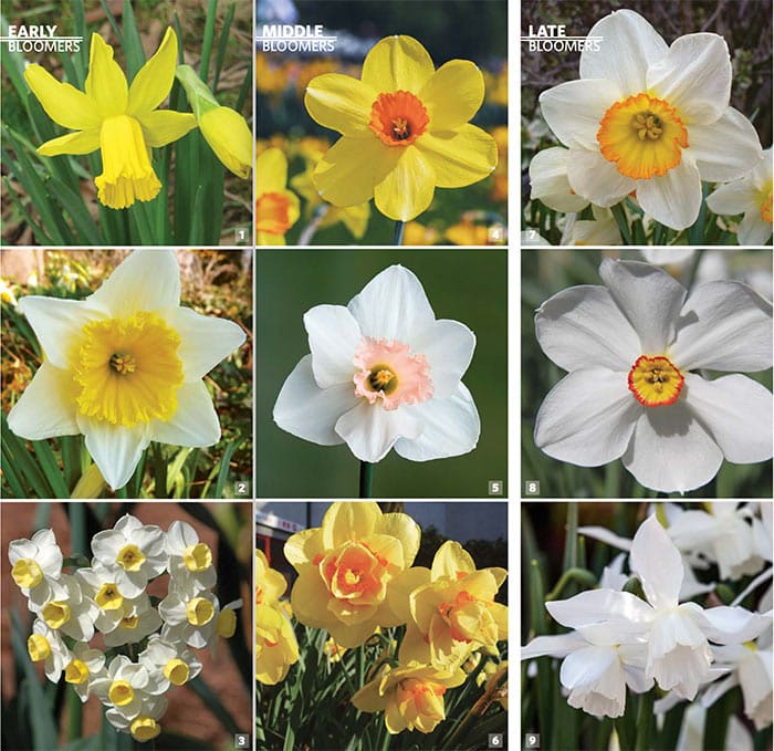 Daffodil Bulbs for Every Stage of Spring Horticulture