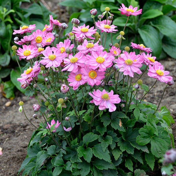 Curtain Call Pink Anemone Brings a Cheerful Finale to the