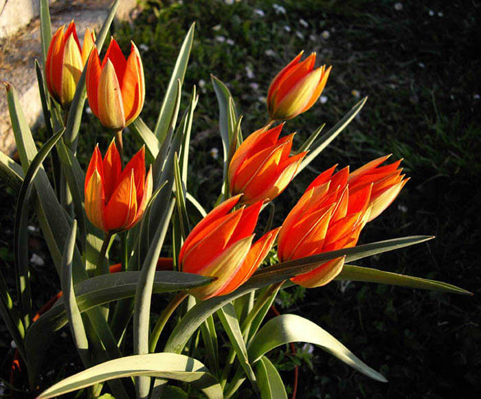 Species Tulips Advantages And Our Favorites Horticulture 4760