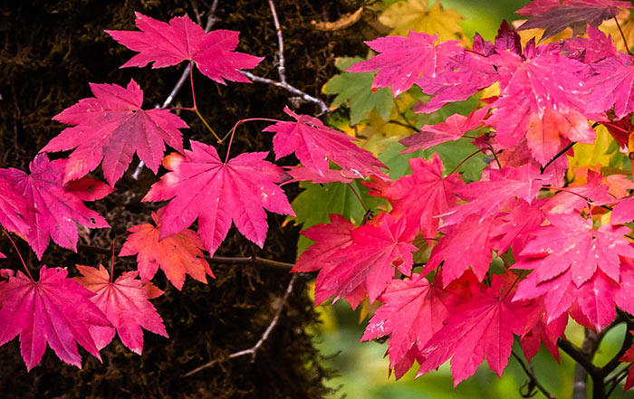 Vine Maple Is A Bright Leaved Tree For Small Gardens Horticulture