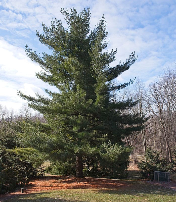 Eastern White Pine Is Named an Evergreen of the Year - Horticulture