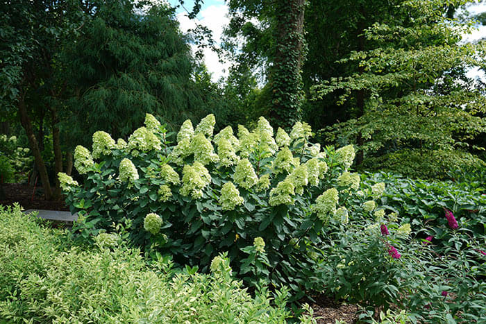 Limelight Hydrangea Gets a Refresh with the New Limelight Prime ...