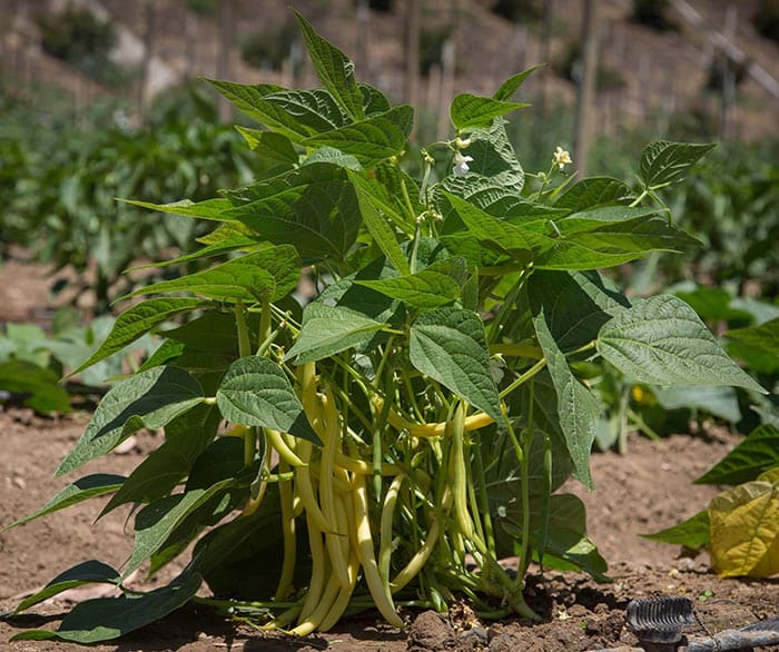 Growing Beans in the Home Garden - Horticulture