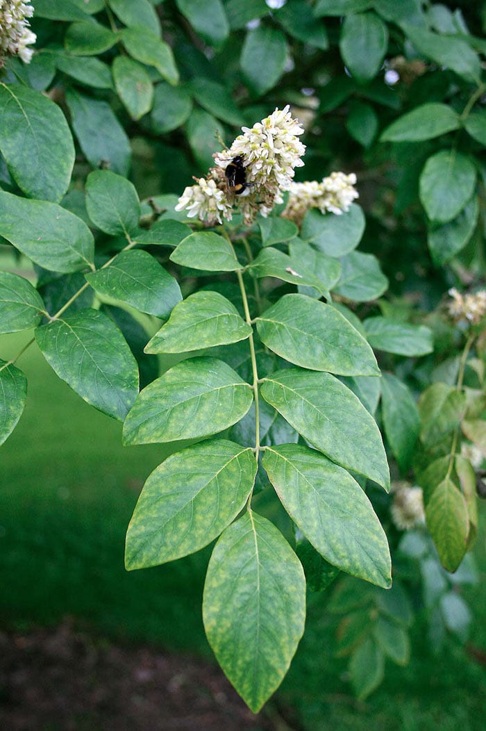 Amur Maackia Is A Small Garden Tree With Big Leaves Horticulture