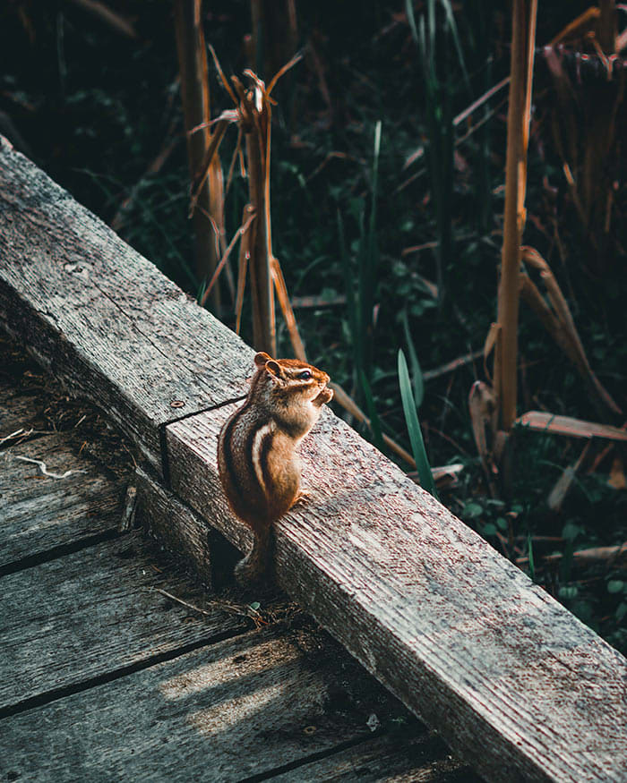 Tips for Keeping Chipmunks Out of Pots - Horticulture