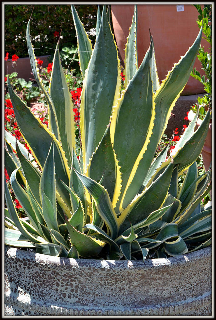 Agaves in Containers Horticulture