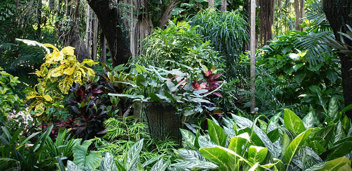 Tropical Garden Design for Colder Climates - Horticulture