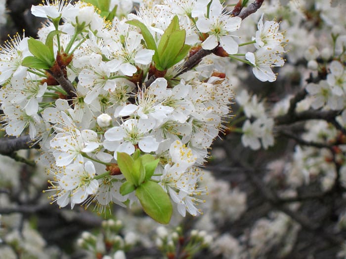 9 Native Shrubs for Tough Garden Spaces - Horticulture