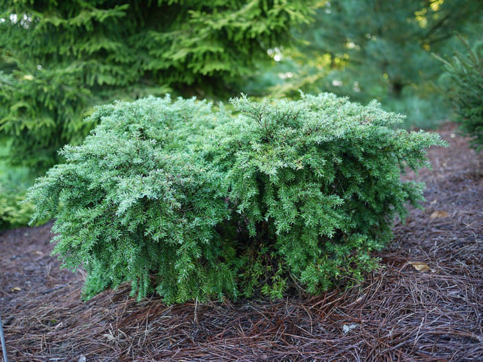 Conifers for Gardens: Our Top 11 - Horticulture