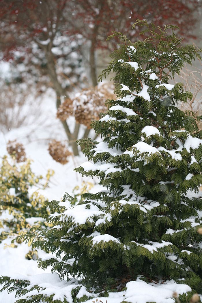 Conifers for Gardens: Our Top 11 - Horticulture