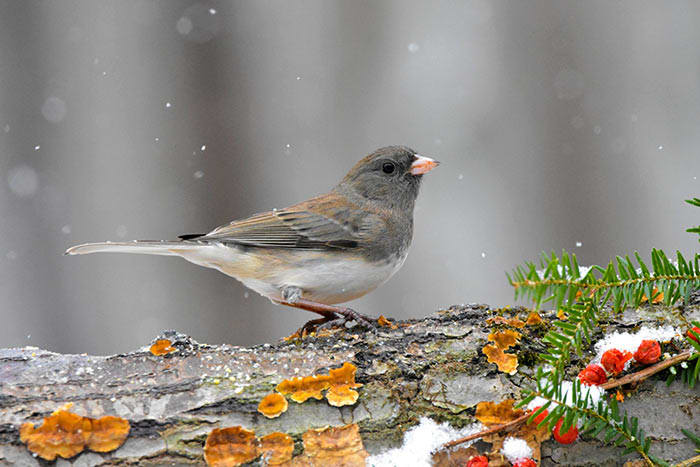 Attract Juncos, Mourning Doves and Other Ground-Feeding Birds ...